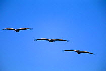 Three Sandhill Cranes {Grus canadensis} in flight, Bosque del Apache, NWR, NM, USA.