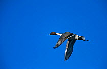 Northern Pintail duck {Anas acuta} male in flight, Arizona, USA.
