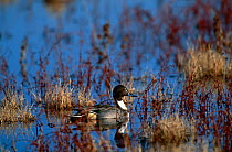Pintail duck {Anas acuta} profile in wetlands, Bosque del Apache NWR, NM, USA.