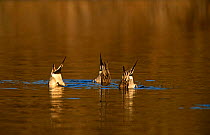 Three Pintail duck {Anas acuta} up ended in water, feeding, California, USA.