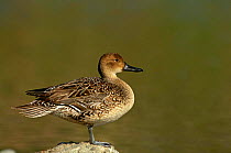 Northern Pintail  duck {Anas acuta} California, USA.