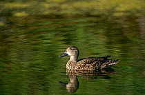 Blue winged Teal duck {Anas discors} on water, Florida, USA.