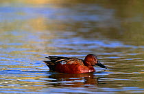 Cinnamon Teal duck {Anas cyanoptera} male on water, California, USA.