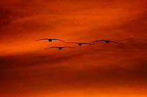 Four Sandhill Cranes {Grus canadensis} in flight at sunset, Bosque del Apache, NWR, NM, USA.