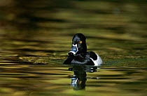 Male Ring necked duck {Aythya collaris} portrait on water, South eastern Arizona, USA.