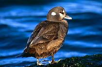 Harlequin duck {Histrionicus histrionicus} rear-view, New Jersey, USA.