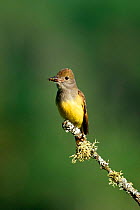 Great-crested flycatcher {Myiarchus crinitus} perching on branch with insect, Adirondack, NY, USA.