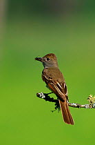 Great crested flycatcher {Myiarchus crinitus} perching on branch with insect, Adirondack, NY, USA.