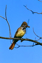 Great crested flycatcher {Myiarchus crinitus} perching on branch with Dragonfly, Adirondack, NY, USA.