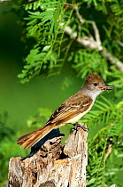 Great crested flycatcher {Myiarchus crinitus} perching on tree trunk, Texas, USA.