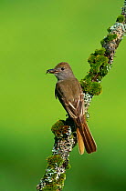 Great crested flycatcher {Myiarchus crinitus} perching on branch with insect, Adirondack, NY, USA.