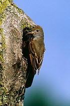 Great crested flycatcher {Myiarchus crinitus} at nest hole with insect, Adirondack, NY, USA.