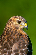 Red-shouldered Hawk {Buteo lineatus} head profile Everglades NL, Florida, USA.