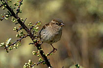 House / Common sparrow {Passer domesticus} perching on branch in flower, Long Island, NY, USA.