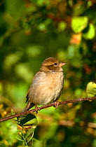 House / Common sparrow {Passer domesticus} Long Island, NY, USA.