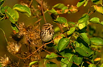 Song Sparrow {Zonotrichia melodia} Long Island, NY, USA.