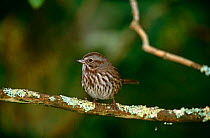 Song Sparrow {Zonotrichia melodia} Vancouver, British Columbia, USA.