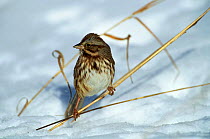 Song Sparrow {Zonotrichia melodia} perching on grass in snow, Long Island, NY, USA.
