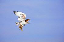 Ferruginous hawk {Buteo regalis} flying, about to land, Colorado, USA