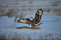 Ferruginous hawk {Buteo regalis} landing on Prairie dog burrow, Colorado, USA