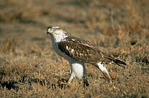 Ferruginous hawk {Buteo regalis} Colorado, USA