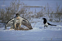Ferruginous hawk {Buteo regalis} mantling prey, protecting it from marauding Black billed magpie, Colorado, USA
