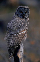 Great grey owl {Strix nebulosa} Colorado, USA
