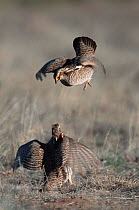 Lesser prairie chicken {Tympanuchus pallidicintus} males fighting at lek, Colorado, USA