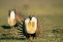 Greater sage grouse {Centrocercus urophasianus} males displaying at lek, Colorado, USA