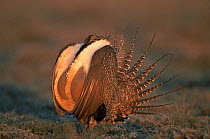 Greater sage grouse {Centrocercus urophasianus} male displaying at lek, Colorado, USA