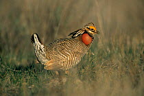 Lesser prairie chicken {Tympanuchus pallidicintus} male displaying at lek, Colorado, USA