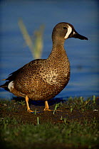 Blue winged teal {Anas discors} Texas, USA