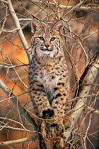 Bobcat in tree {Felis rufus} captive, USA