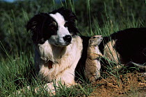 Border collie dog {Canis familiaris} with Black tailed Prairie dog {Cynomys ludovicianus} captive, USA