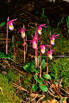 Fairy slipper orchids {Calypso bulbosa} Colorado, USA