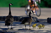 Canada goose {Branta canadensis} pair with goslings on city cycle path, USA