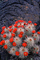 Claret cup cactus in flower {Echinocereus triglochidiatus} Colorado, USA