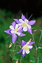Columbine flowers {Aquilegia sp} Colorado, USA