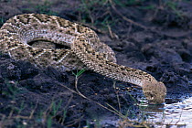 Western diamondback rattlesnake drinking {Crotalus atrox} Texas, USA
