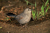 Gray catbird {Dumetella carolinensis} USA