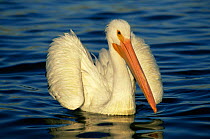 American white pelican {Pelecanus erythrorhynchos} Colorado, USA