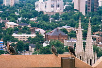 Three Juvenile Peregrine falcons {Falco peregrinus} perched on roof in city, Denver, Colorado, USA