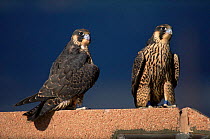 Two juvenile Peregrine falcons {Falco peregrinus} perched on roof in city, Denver, Colorado, USA