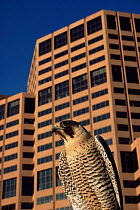 Peregrine falcon {Falco peregrinus} perched in city, Denver, Colorado, USA