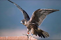 Juvenile Peregrine falcon {Falco peregrinus} landing on roof, Denver, Colorado, USA