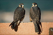 Two juvenile Peregrine falcons {Falco peregrinus} perched on roof in city, Denver, Colorado, USA