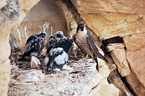 Peregrine falcon at nest with chicks in city building {Falco peregrinus} Denver, Colorado, USA