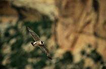 Peregrine falcon flying in city {Falco peregrinus} Denver, Colorado, USA