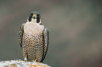 Peregrine falcon {Falco peregrinus} Denver, Colorado, USA. Wild foster mother of chicks hatched at Peregrine Fund, female had been injured, rehabilitated and released in previous year.