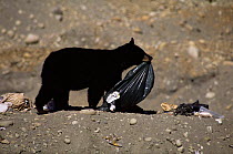 Black bear {Ursus americanus} carrying bag of rubbish, Canada